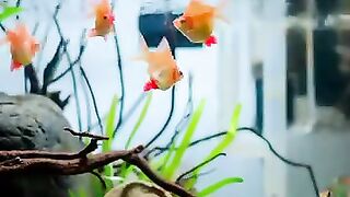 Fish tank 6