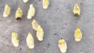 Dog,_rush_duck_~_rush_duck_#pet_#dog(480p).