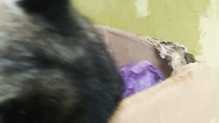 Musang yang menggemaskan