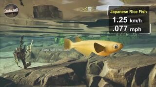 Fish Speed Comparison - Fastest Fish in the Ocean - Data Ball.