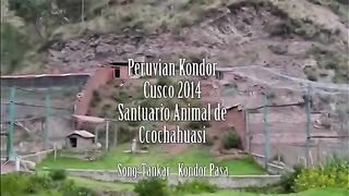 Peru Kondor Andean Condor - Cuzco Dec. 2014.
