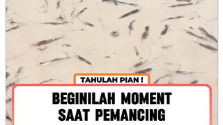 Udang