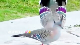 Beautiful video 71