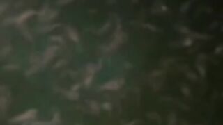 Umur 15 hari dari menetas ukuran 1-2 & 2-3cm❗Ini baru normal