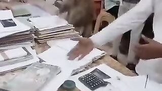 Audit