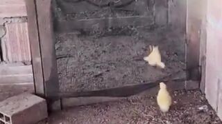 Chicks 2024