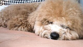 A sleeping puppy