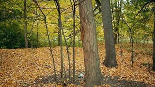 A dense forest in autumn