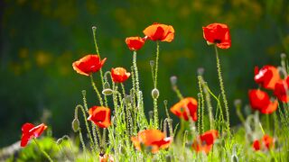 a meadow full of wildflowers