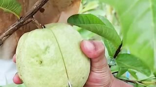 fresh fruit