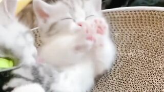 Cute little kitten videos 6