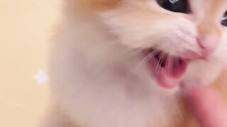 Cute little kitten videos 7