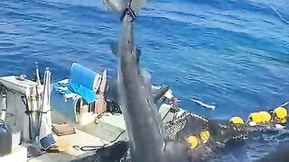 タイガーシャーク(480p).