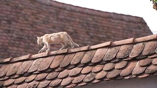 Romanian Village Life in Transylvania (Viscri Romania)