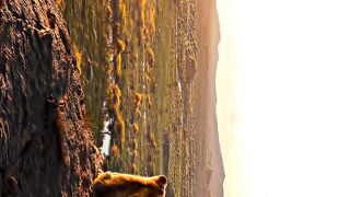 Lion King 7