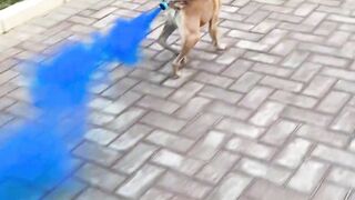 Tie an air bottle over the dog
