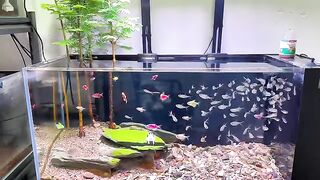 Aquariums