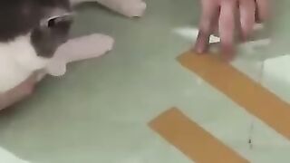 Kungfu cat very very funny?