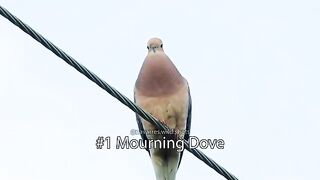 25 Iconic Bird Sounds.