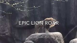 Epic Lion Roar at Lincoln Park Zoo.