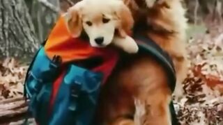Dogs is beautiful face