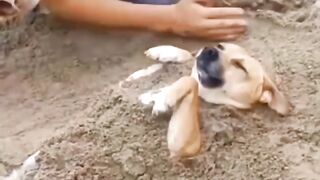 #Dogs very Funny video very interesting