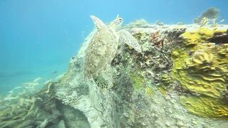 Turtle 6