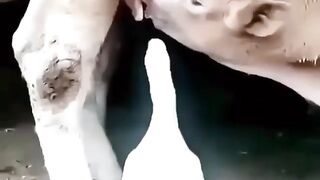 Duck Dingking milk