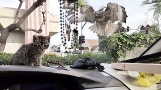 KITTEN ALMOST EATEN BY HAWK