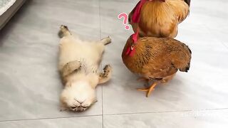 The cock and hen thought the cat was dead