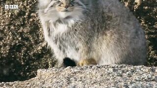 The world's grumpiest cat
