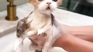 Cats Doing Cat Things 3