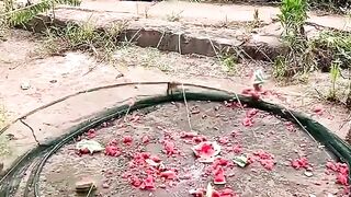Fishing with water melon. ????
