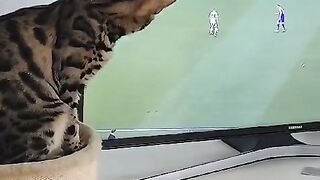 Funny cat tv