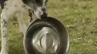 This Abusive Dog Owner Learned a Lesson _ Reacher #shorts.
