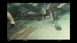 ???????? KOREANS' TRIP TO BONITO (Snorkeling)