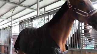 Horse hoof replacement process in Taiwan