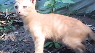 ZB-04 once upon OYEN dying