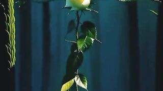 butifull flowers dance