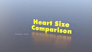 Heart Size 3D Comparison 2023 (2).