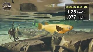 Fish Speed Comparison _ Fastest Fish in the Ocean _ Data Ball.