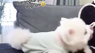 atraksi anjing kecil