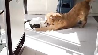 kucing susah diajak poto bareng ama anjing