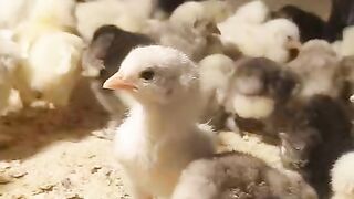 Little chicks playing and eating