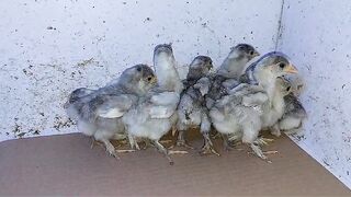Small chicks at play