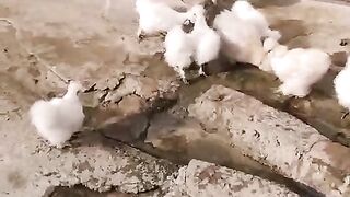 The silky chicken play