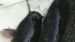 Ketika mitra minta pendapat tentang indukan lele yang pada kosong telur ????