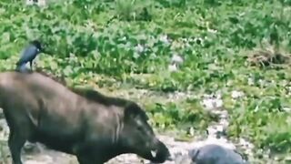 Animal #animal big