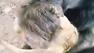 Baboons_hunt_a_opossums_