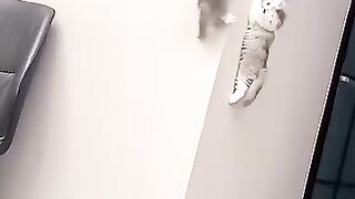 ___Animals_Story___Animals_Story_